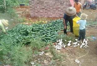 青瓜最新爆料,揭秘娛樂(lè)圈幕后真相