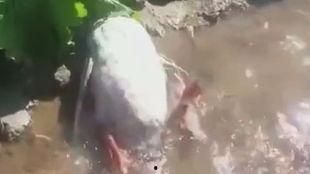 王大娘最新爆料視頻,驚人內幕曝光！