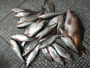 沙溝魚價最新爆料,市場動態揭秘，價格走勢分析